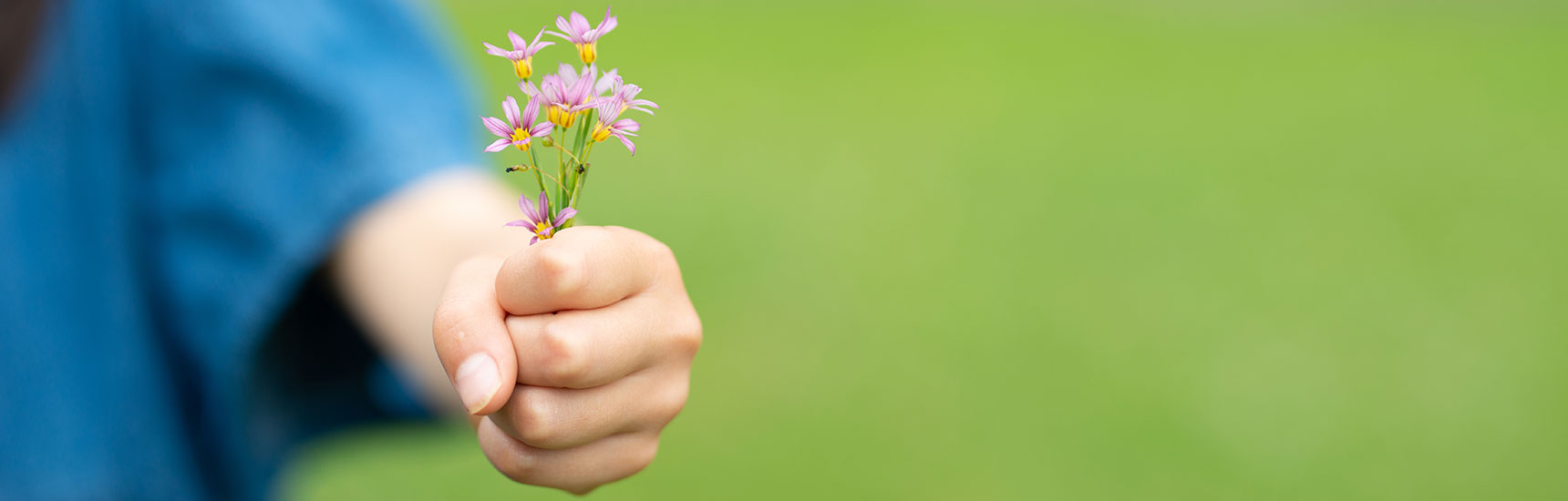 Blume - Credit: hakase420/AdobeStock