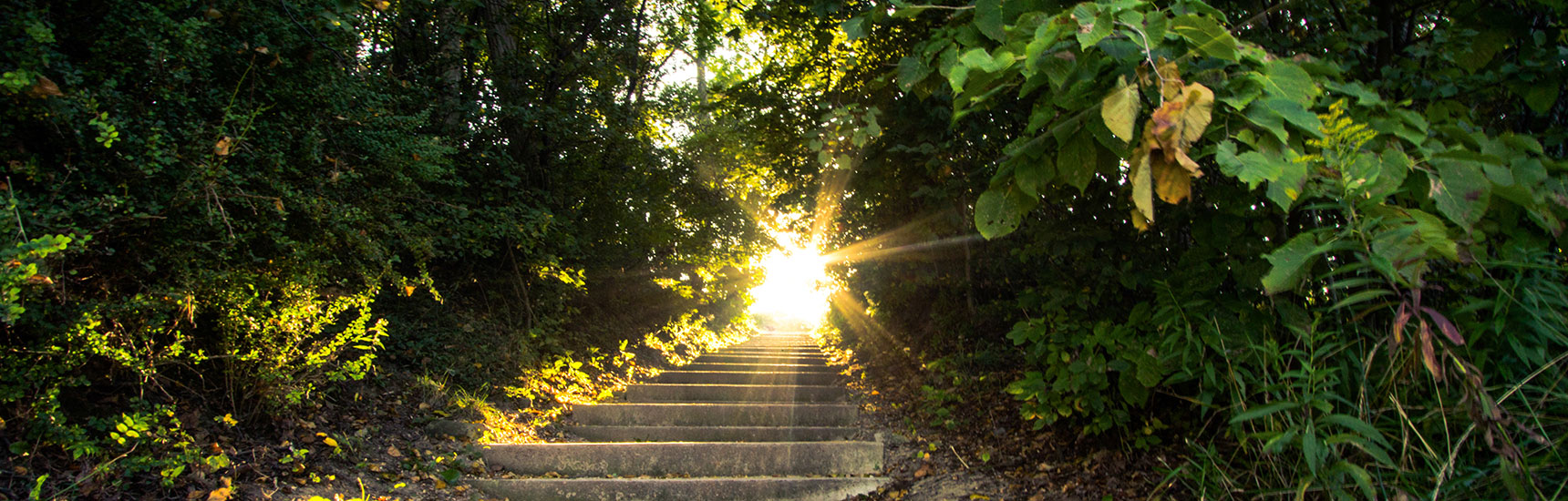 Wald - AdobeStock/ehrlif