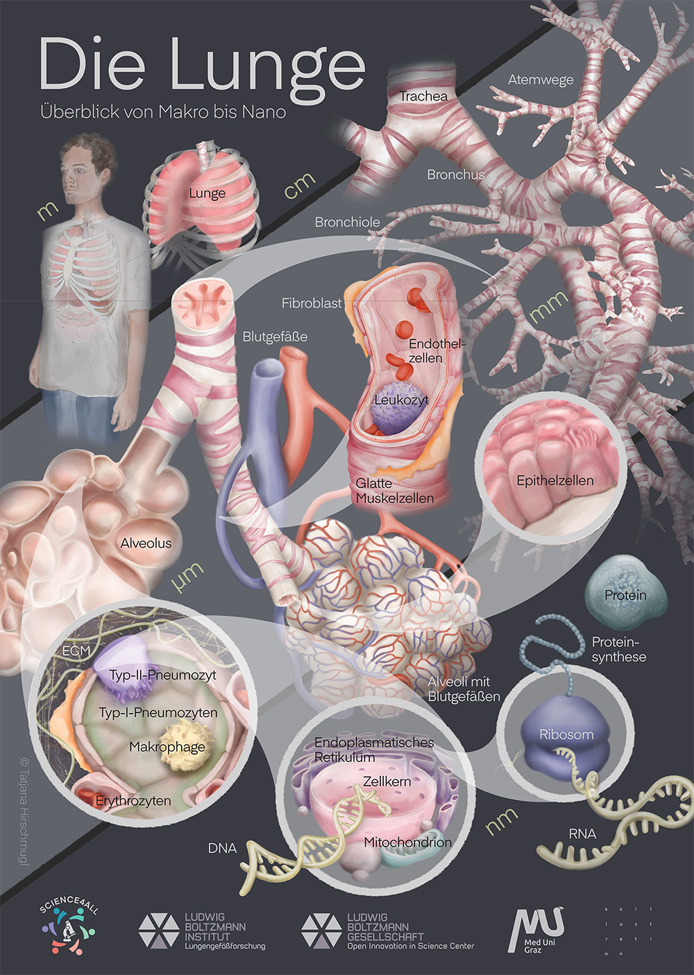 Die Lunge: Überblick von Macro bis Nano (designed by Tatjana Hirschmugl) 