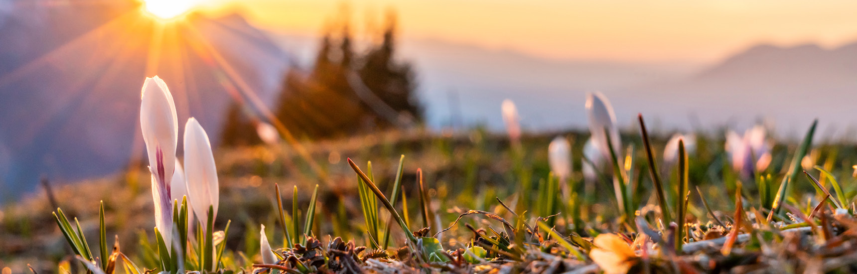 Frühlingsgefühle - Foto: Netzer Johannes/AdobeStock.com