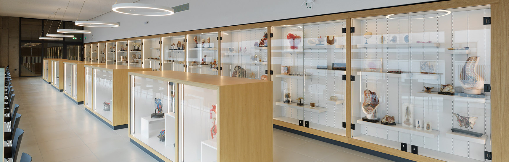 Anatomiemuseum - paul ott fotografiert