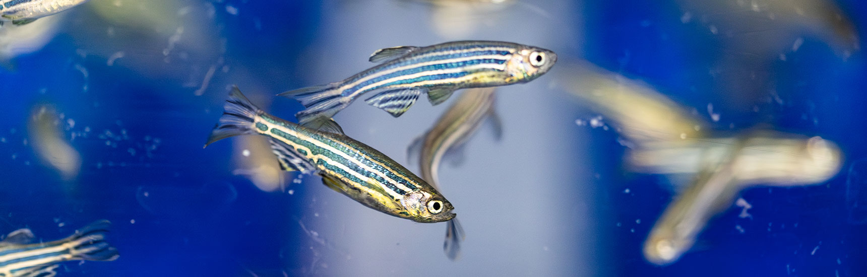 Zebrafish - Credit: Med Uni Graz/Wittmann