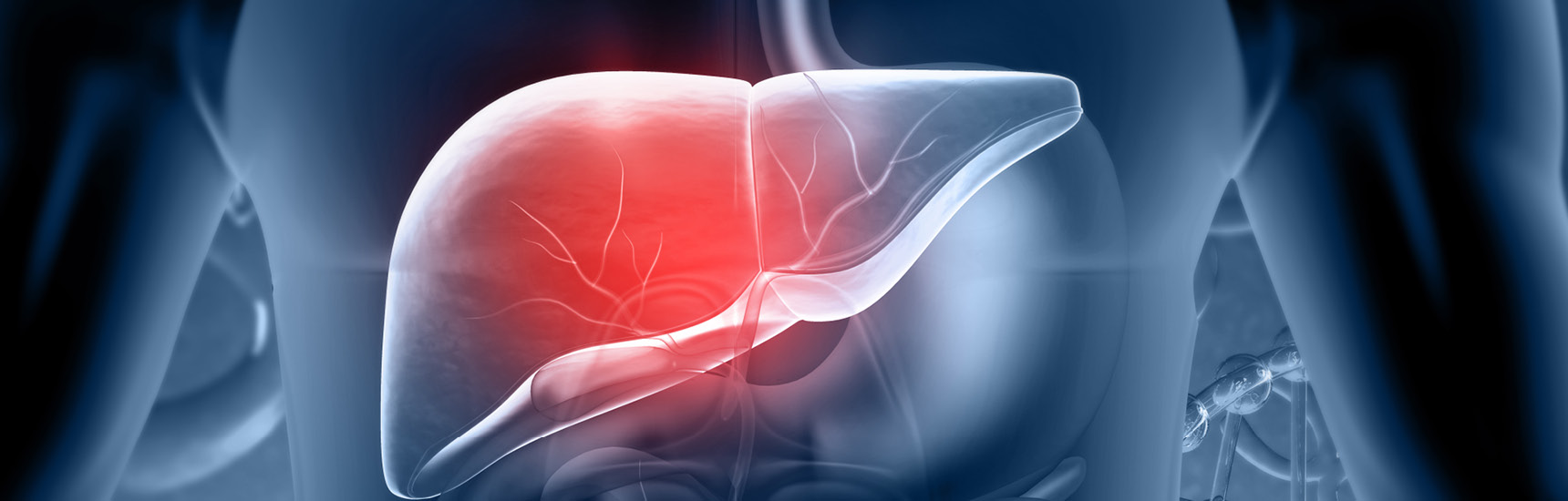 Neuer Mechanismus in der Leberforschung entdeckt - Foto: rasi/AdobeStock.com
